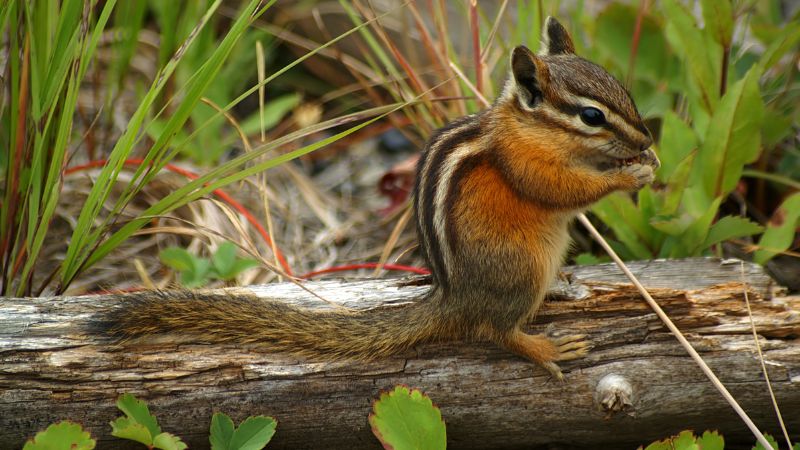 The 7 Most Friendly Wild Animals In The World