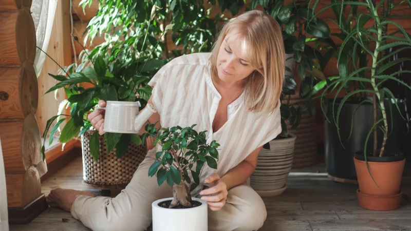 10 Easy Houseplants That Don’t Need Sunlight