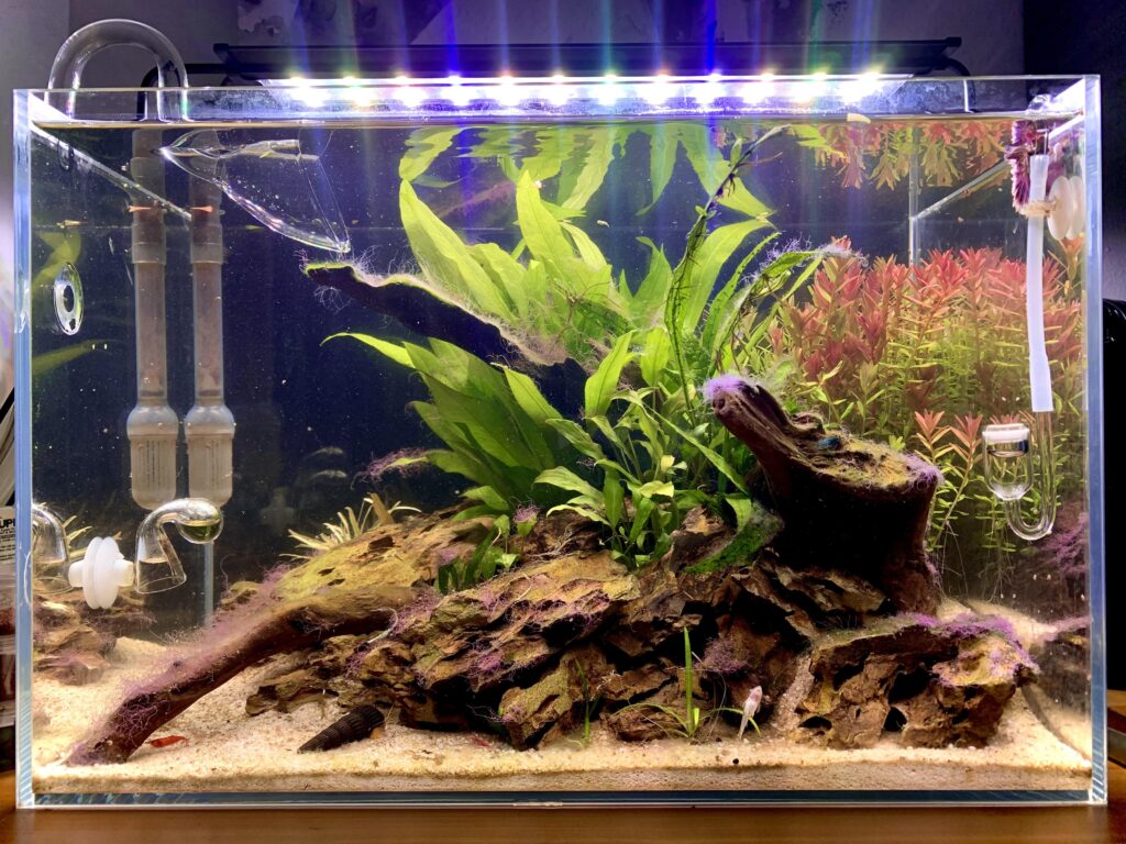 10 Perfect Tank Mates for Your Betta