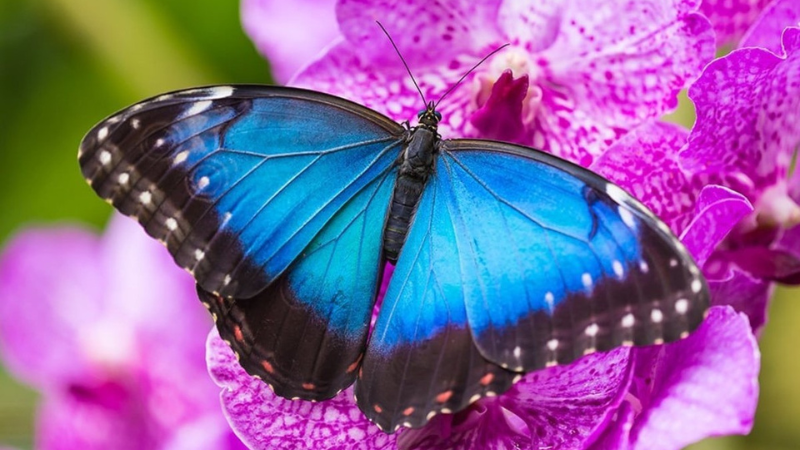 10 of the World's Most Beautiful Butterflies