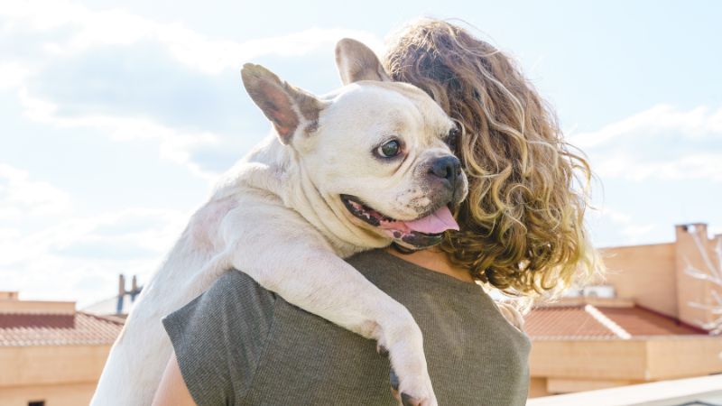 7 Adorable Types Of Bulldogs To Adopt For A Loving Furry Friend