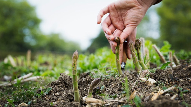 7 Perennial Vegetables That Grow Back Year After Year.png