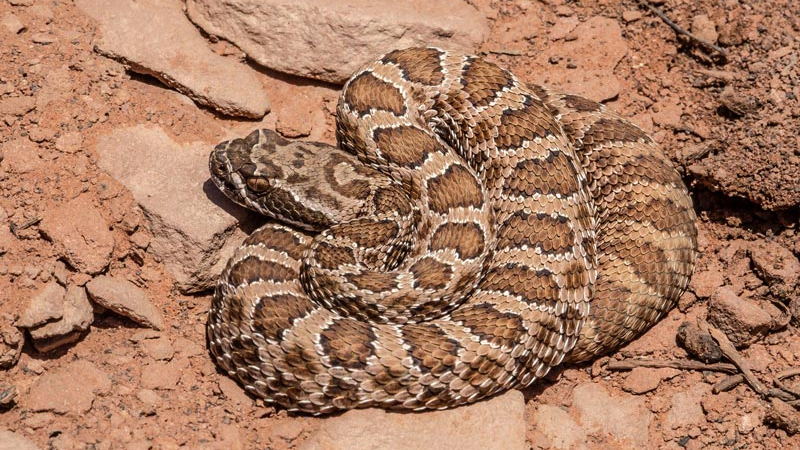 7 Rattlesnake Species Native To Arizona