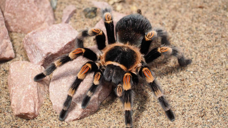 7 States with a High Presence of Tarantulas