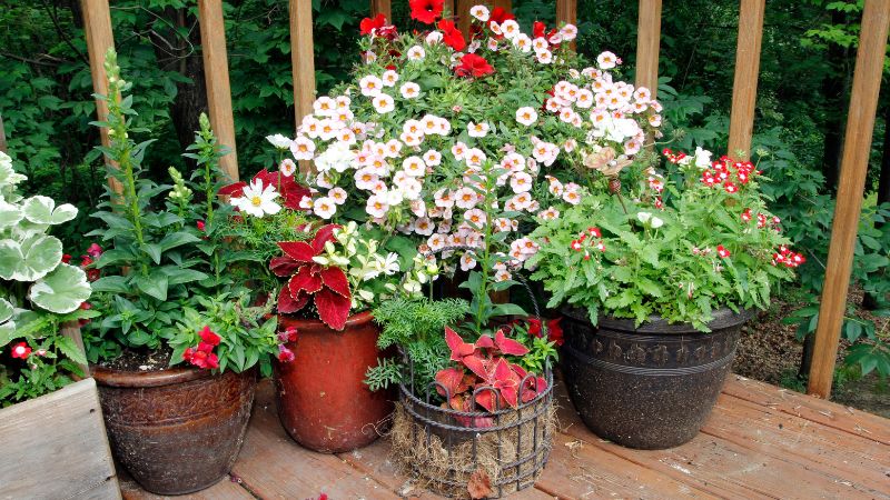 7 Things To Know About Container Gardening