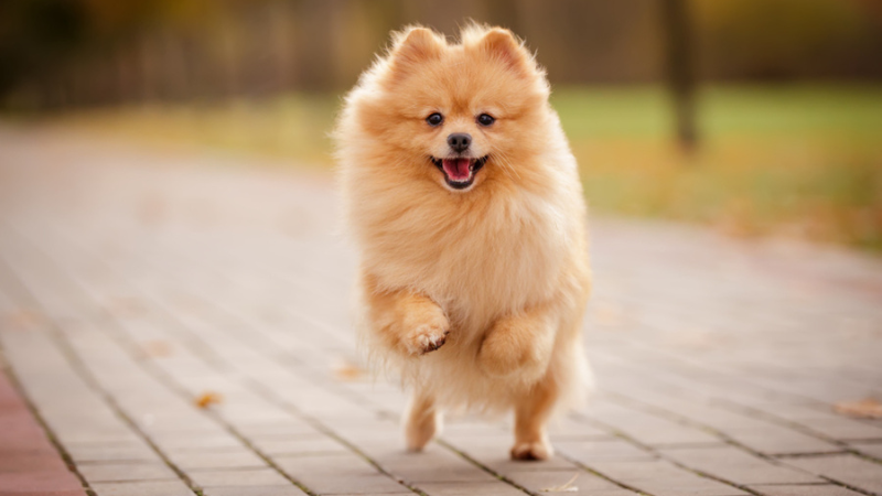 7 of the Cutest Dog Breeds to Tug on Your Heartstrings