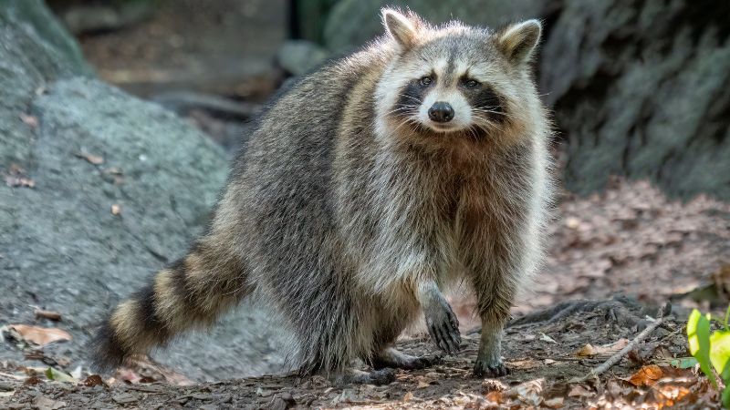 8 Amazing Wildlife Species that Call Louisiana Home