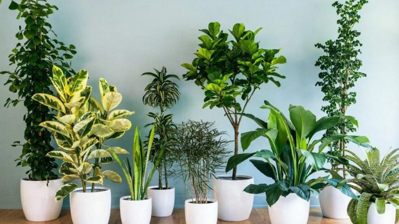 8 Houseplants You Need In Your Home To Boost Oxygen Levels