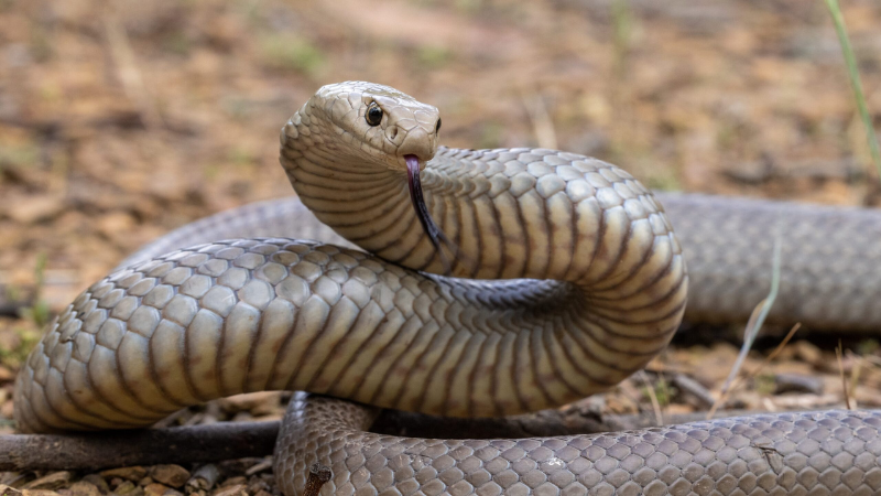 8 Types Of Snakes, Ranked By Danger Level In 2024