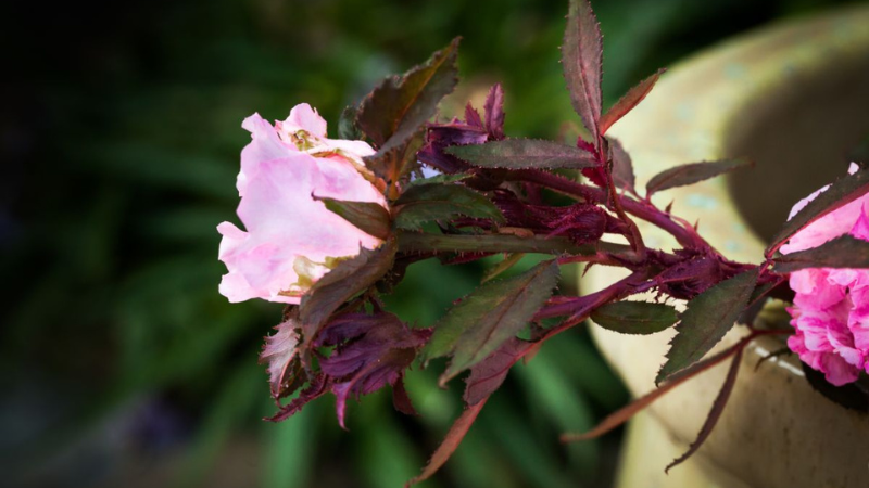 8 Ways to Protect Your Roses Against Rose Rosette Disease