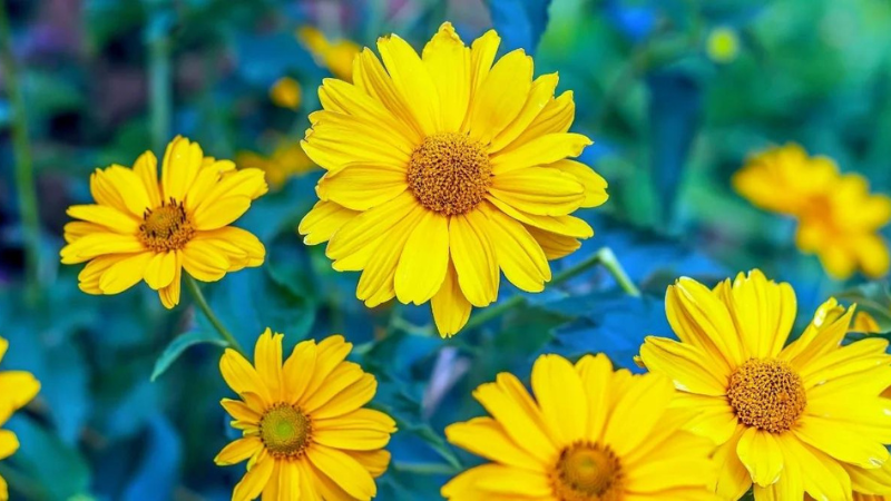 8 Yellow Perennials That Will Light Up Your Garden