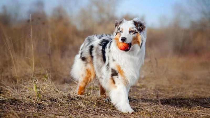 9 Dog Breeds Similar to Australian Shepherds