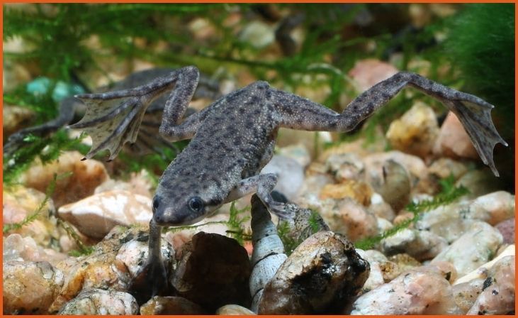 African Dwarf Frogs