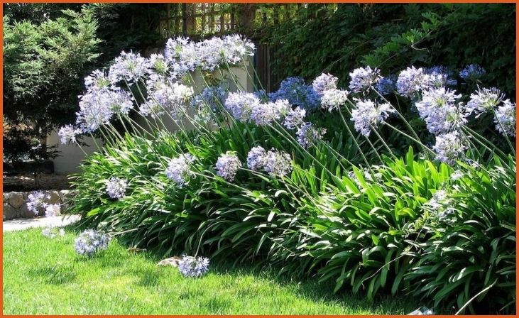 Agapanthus