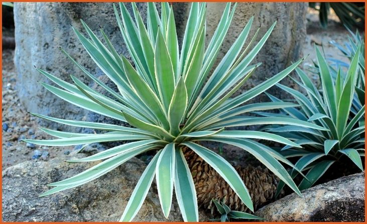 Agave (Agave spp.)