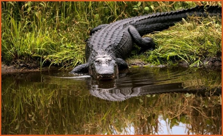 American Alligator