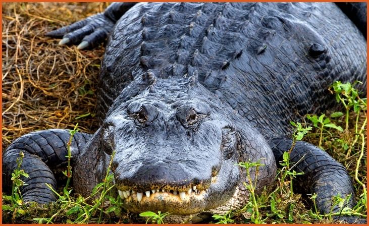 American Crocodile