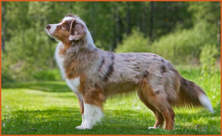 American Shepherd