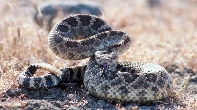 American States Where Rattlesnakes Are Found