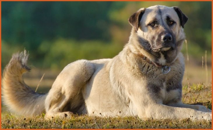 Anatolian Shepherd