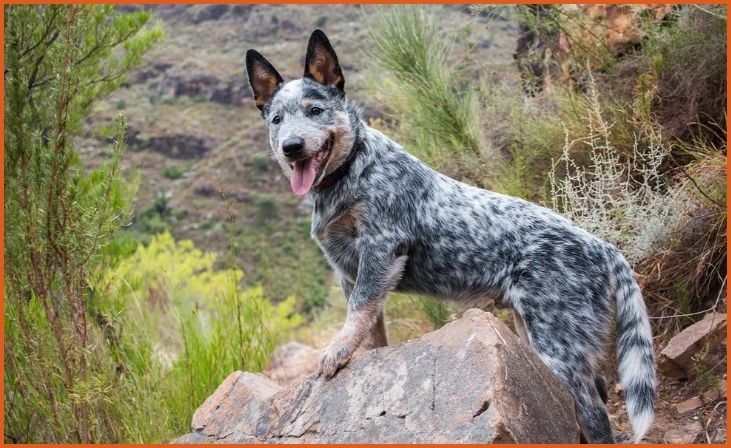 Australian Cattle Dog