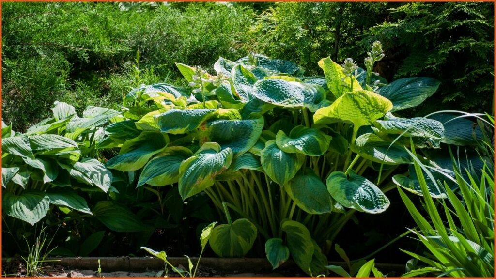 Hostas 