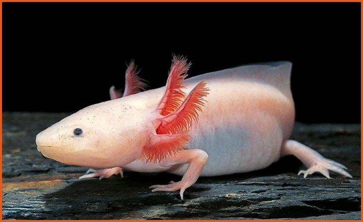 Axolotl