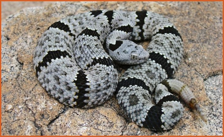 Banded Rock Rattlesnake