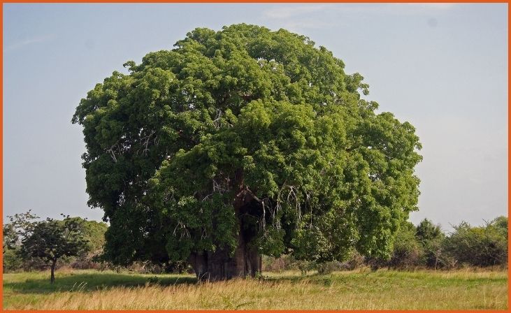 Baobab (Adansonia spp.)