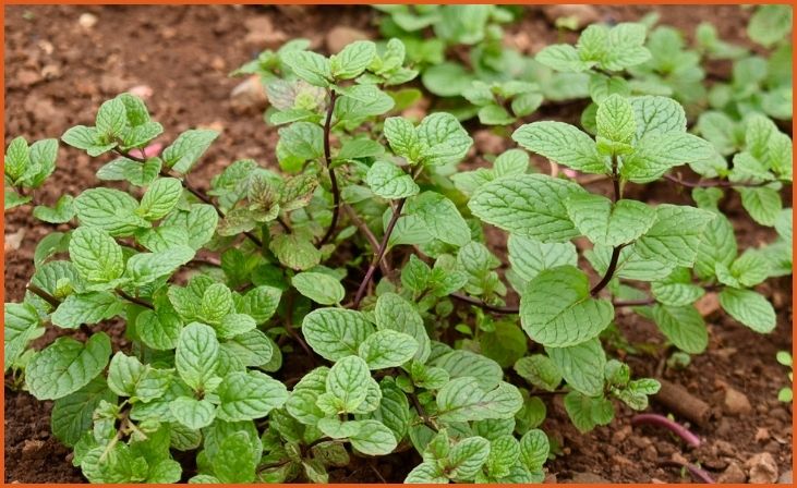 Mint (Mentha spp.)