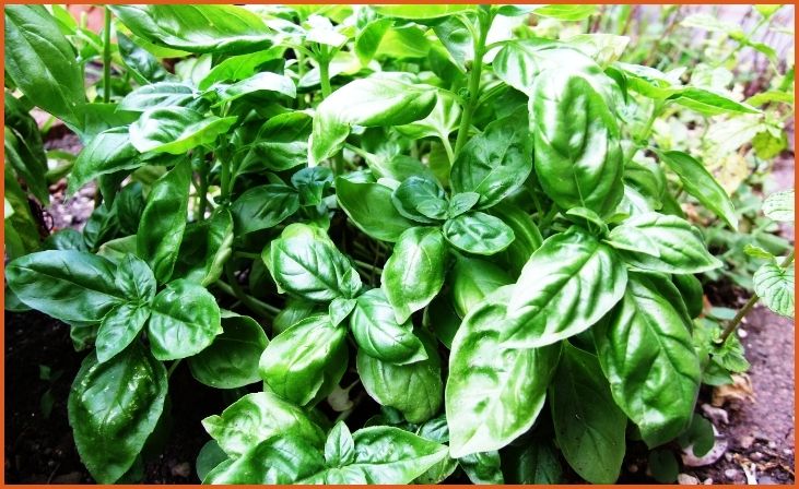 Basil (Ocimum basilicum)