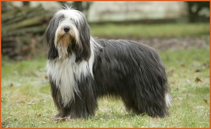 Bearded Collie