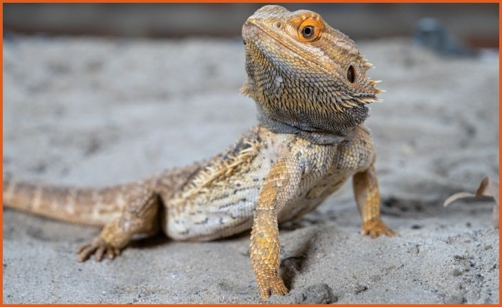 Bearded Dragons