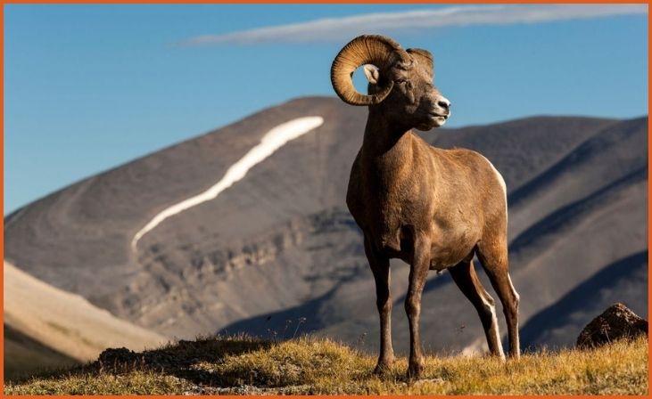 Bighorn Sheep