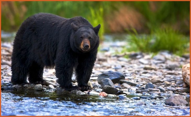 Black Bears