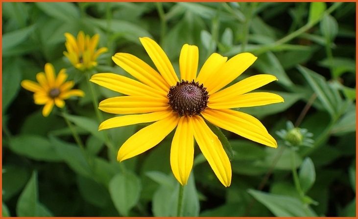 Black-eyed Susan (Rudbeckia)