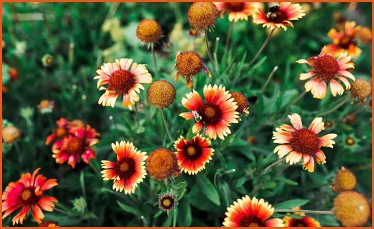 Blanket Flower (Gaillardia spp.)