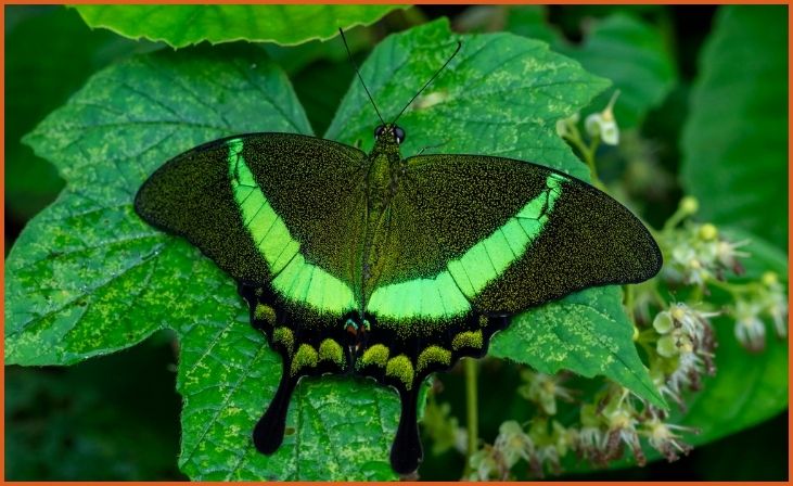 Blue Clipper Butterfly