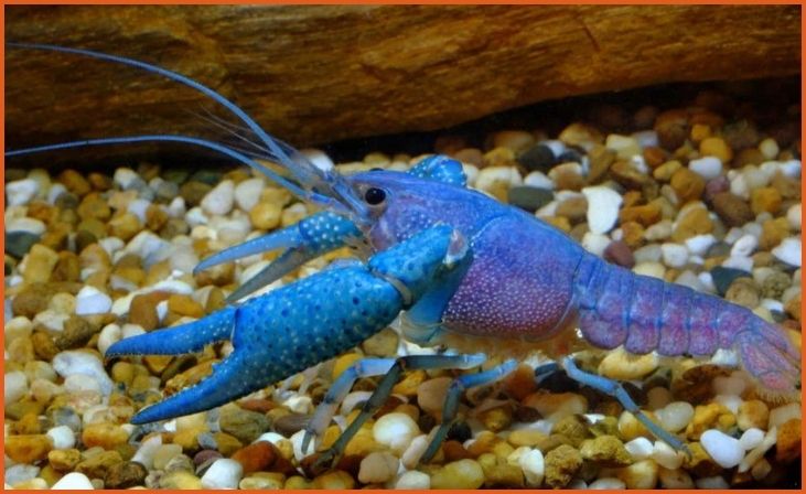 Blue Crayfish