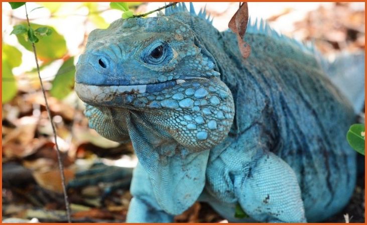 Blue Iguana
