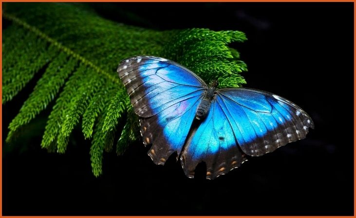 Blue Morpho