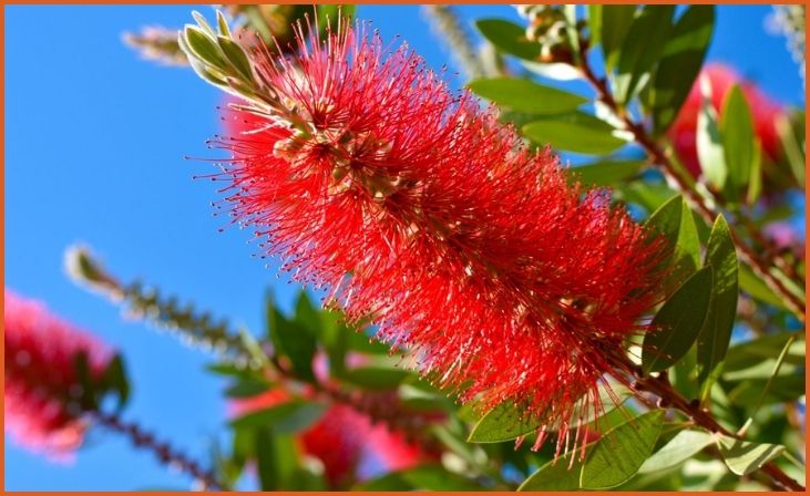 Bottlebrush