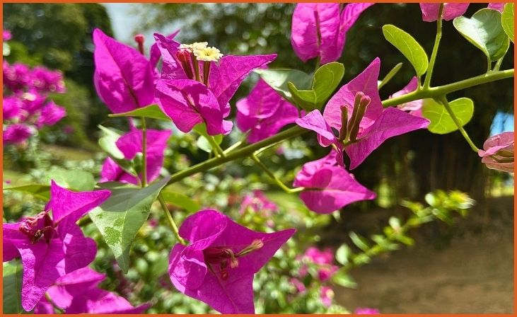 Bougainvillea