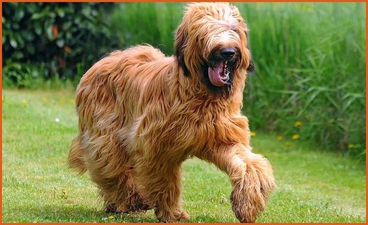 Briard