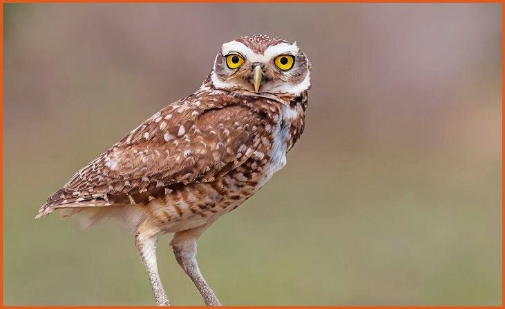 Burrowing Owl