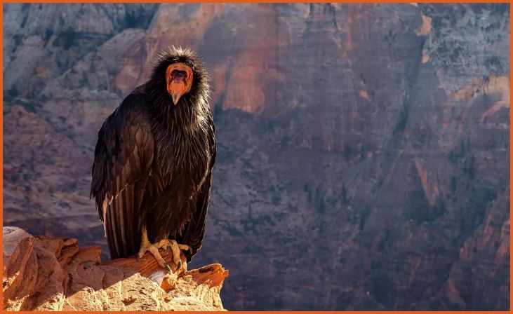 California Condor