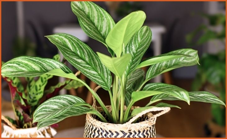 Chinese Evergreen (Aglaonema)