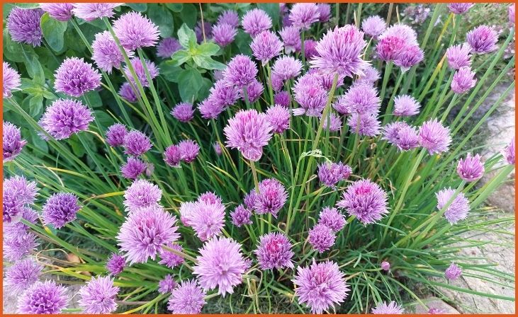 Chives (Allium schoenoprasum)