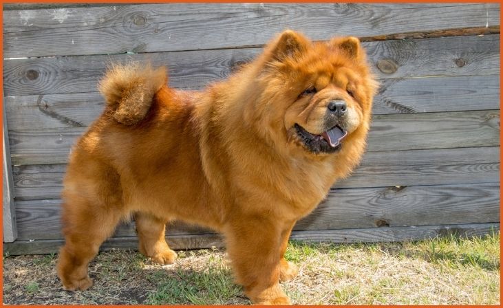 Chow Chow