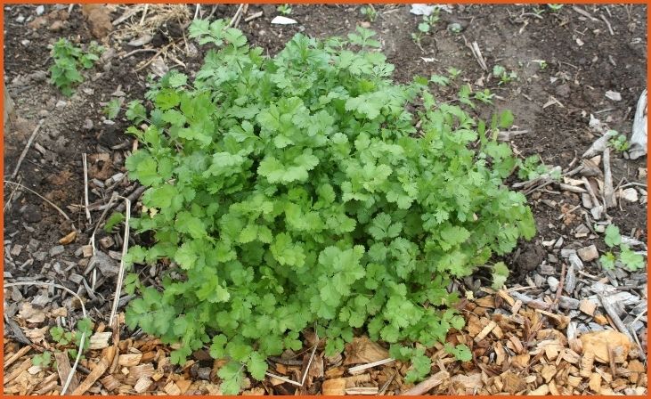 Cilantro/Coriander (Coriandrum sativum)